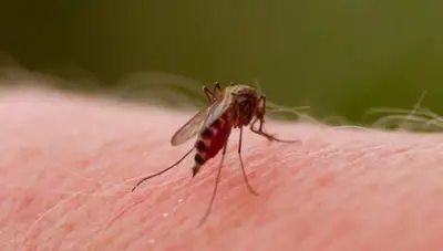 Desde la Secretaría de Salud se trabaja contra el dengue