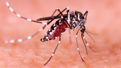 La transmisión del dengue ha disminuido en Tuluá