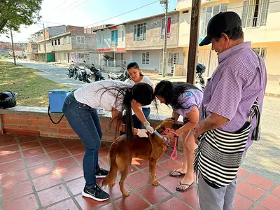 Secretaría de Salud Municipal y Sedama trabajan en conjunto por la vacunación de caninos y felinos